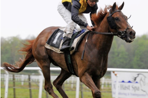 8 Horse racing tips to make it more fun